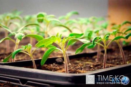 Посадочный лунный календарь на 2017 год для России