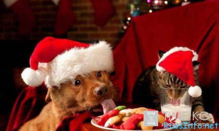 Шутки и приколы на Новый год 2016