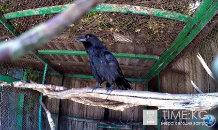 В Харькове появился говорящий ворон (видео)