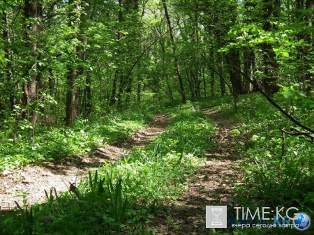 Жительница Якутии рожала ребёнка в глухой тайге, пока спасатели отгоняли агрессивных медведей