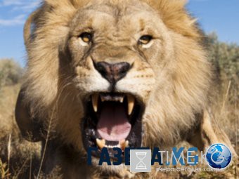 Лев напал на охотников, позировавших с убитым сородичем (ВИДЕО)