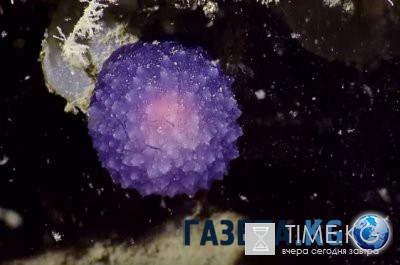 Таинственная светящаяся сфера на дне океана шокировала ученых (ВИДЕО) Таинственная светящаяся сфера на дне океана шокировала ученых (ВИДЕО)