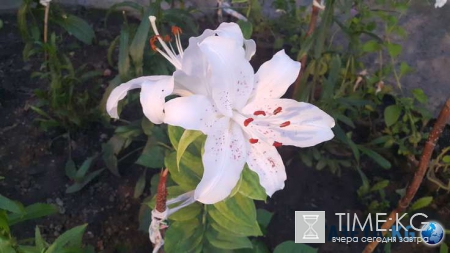 Аделаида Вендеева заявила о своей непричастности к перевороту