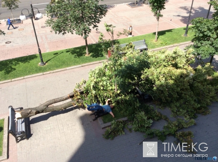 Под окнами Кличко на головы прохожим рухнул огромный каштан (фото)