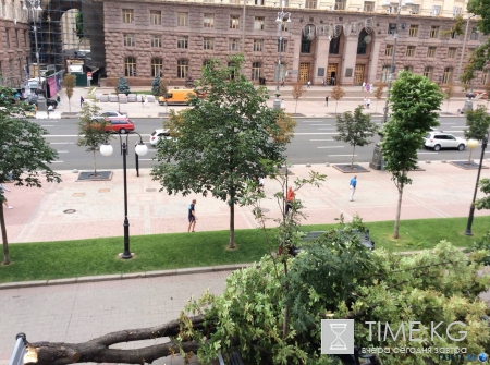 Под окнами Кличко на головы прохожим рухнул огромный каштан (фото)