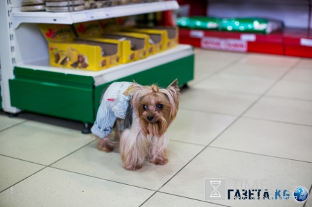 Самые модные собачки в Молдове. Где? В Planeta Zoo K9