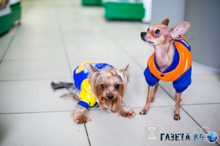 Самые модные собачки в Молдове. Где? В Planeta Zoo K9
