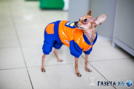 Самые модные собачки в Молдове. Где? В Planeta Zoo K9