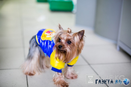 Самые модные собачки в Молдове. Где? В Planeta Zoo K9