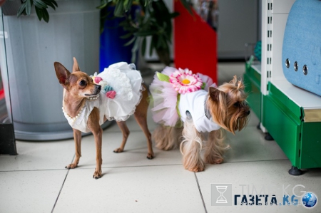 Самые модные собачки в Молдове. Где? В Planeta Zoo K9