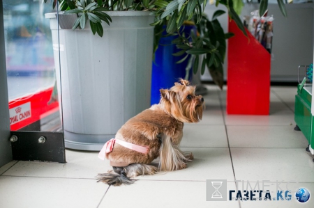 Самые модные собачки в Молдове. Где? В Planeta Zoo K9