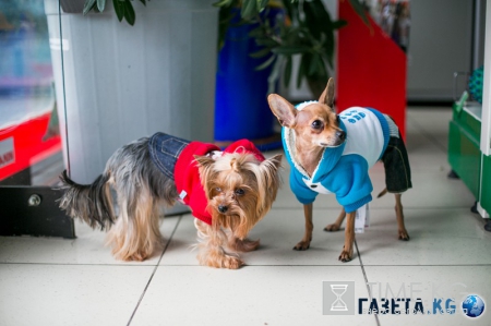 Самые модные собачки в Молдове. Где? В Planeta Zoo K9
