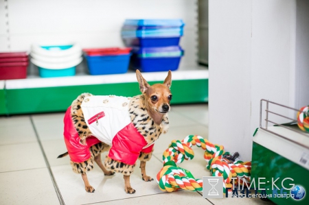Самые модные собачки в Молдове. Где? В Planeta Zoo K9