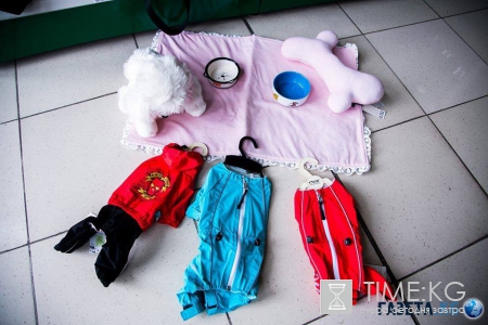 Самые модные собачки в Молдове. Где? В Planeta Zoo K9