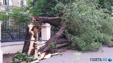 Ураган в в Москве и Подмосковье: разрушены 100 домов, вырваны из земли 200 деревьев, есть жертвы