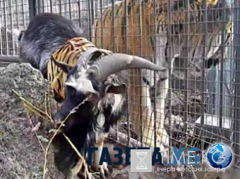 Тигр Амур встретил вернувшегося из Москвы козла Тимура фырчанием