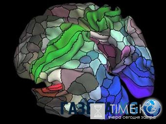 Ученые нашли в мозге человека около ста неизвестных областей