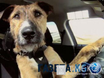 ВИДЕО с поющим за рулем псом из Брянска стало хитом в Сети