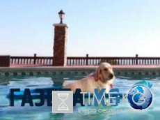 10 абсолютно безвредных животных, которых люди боятся до смерти 10 абсолютно безвредных животных, которых люди боятся до смерти