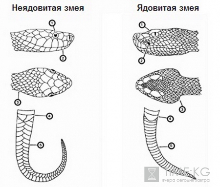 Как отличить ядовитую змею от неядовитой