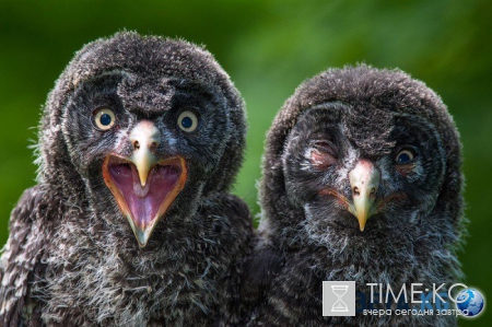 20 фотографий, на которых идеально пойман момент