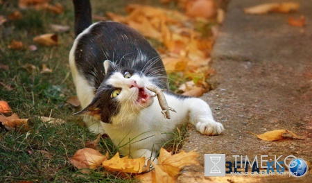 20 фотографий, на которых идеально пойман момент