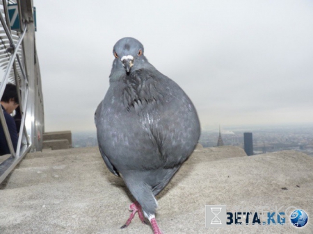 20 фотографий, на которых идеально пойман момент