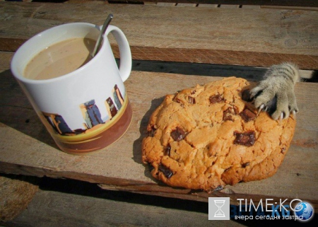 20 фотографий, на которых идеально пойман момент