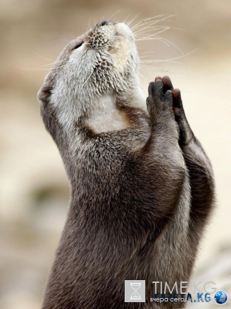 20 фотографий, на которых идеально пойман момент