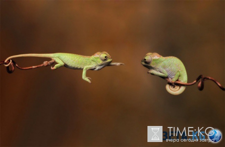 20 фотографий, на которых идеально пойман момент