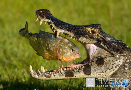 20 фотографий, на которых идеально пойман момент