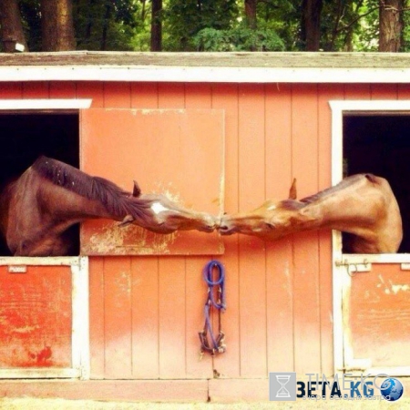 20 фотографий, на которых идеально пойман момент