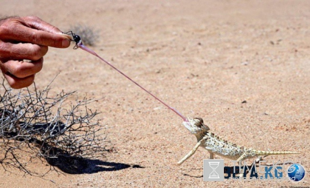 20 фотографий, на которых идеально пойман момент