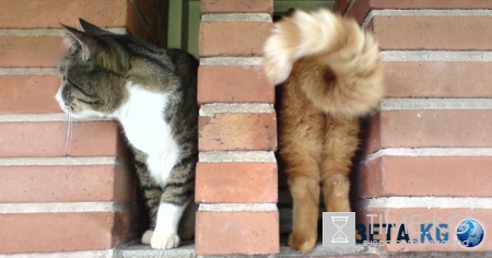 20 фотографий, на которых идеально пойман момент