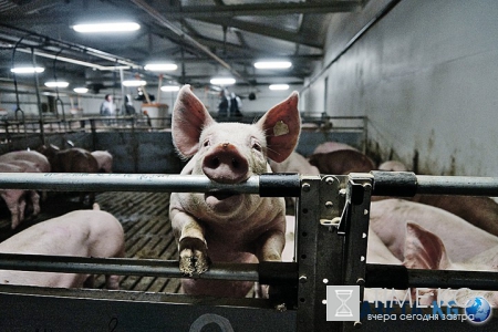 Два года санкций: Наших товаров больше, цены выше [инфографика]