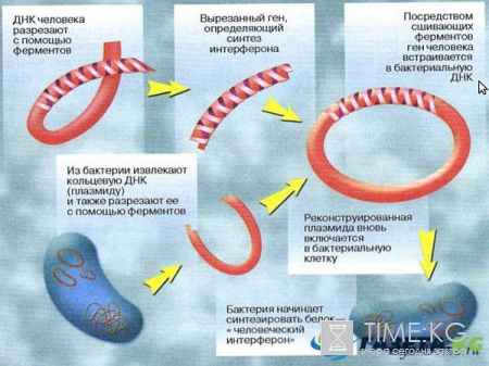 Интересные факты об иммунитете