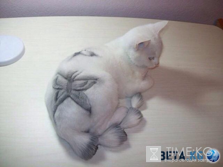 Как спасти кошку от изнуряющей жары? Стрижки кошек