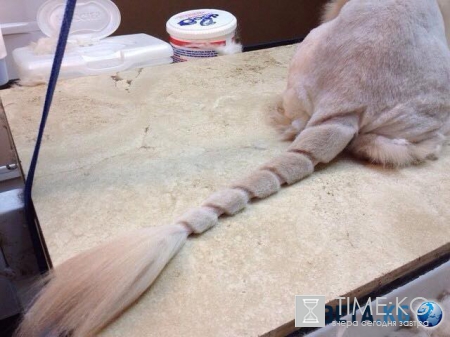 Как спасти кошку от изнуряющей жары? Стрижки кошек