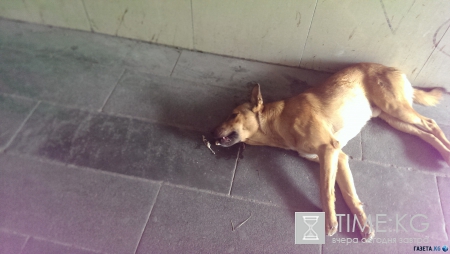 Не только пустые пляжи Крыма. Фото. Много.