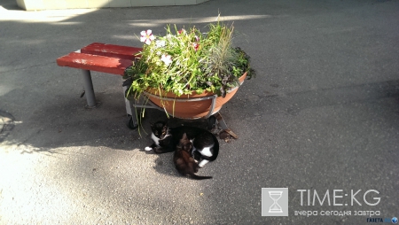 Не только пустые пляжи Крыма. Фото. Много.