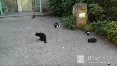 Не только пустые пляжи Крыма. Фото. Много.