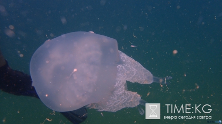 Не только пустые пляжи Крыма. Фото. Много.