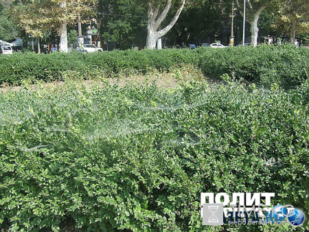 Обратная сторона штанов Саакашвили