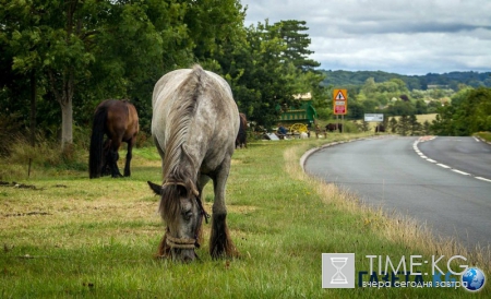 России кто-то сильно помогает…
