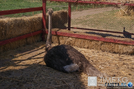 Русский Египет взорвал интернет (фото)