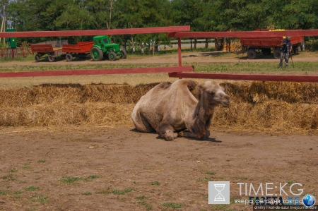 Русский Египет взорвал интернет (фото)
