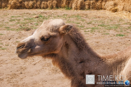 Русский Египет взорвал интернет (фото)