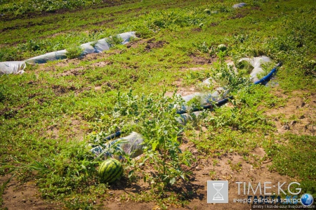 Русский Египет взорвал интернет (фото)