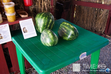 Русский Египет взорвал интернет (фото)