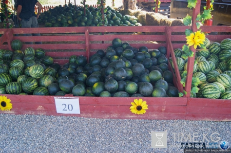 Русский Египет взорвал интернет (фото)